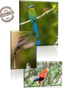 Avistamiento de aves